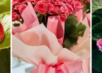 cropped-flores-casa.webp