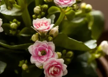 kalanchoe