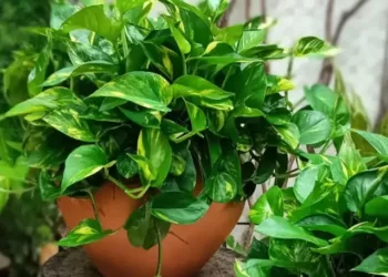 cropped-plant-JIBOIA-2.webp