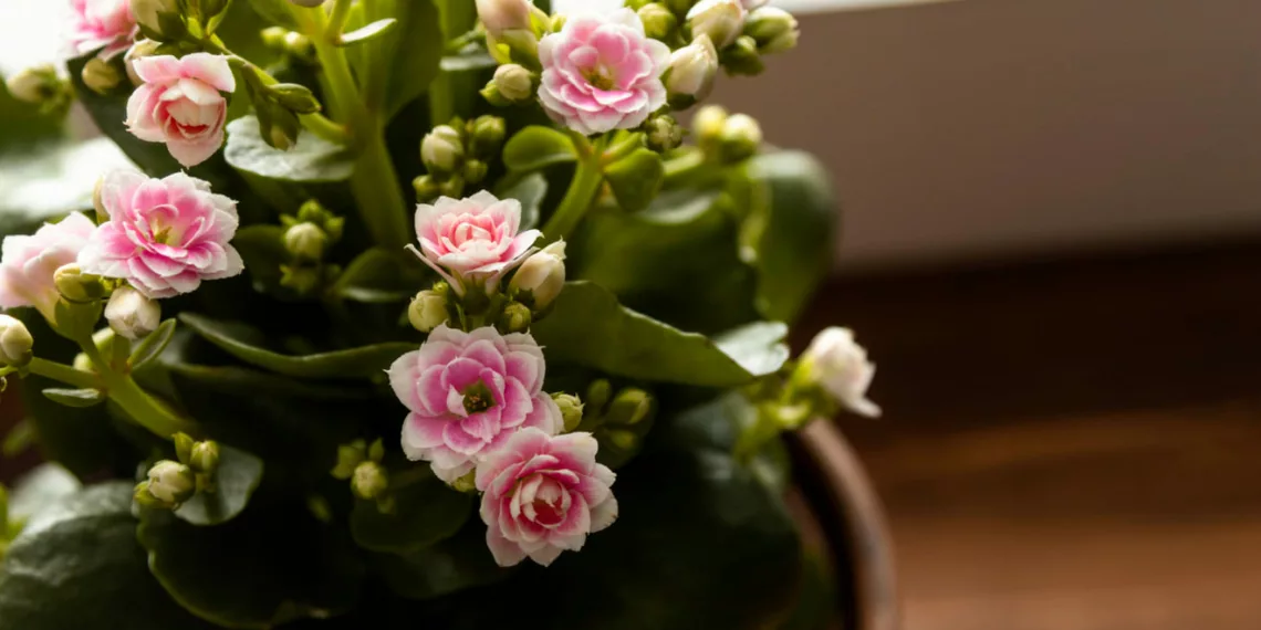 kalanchoe