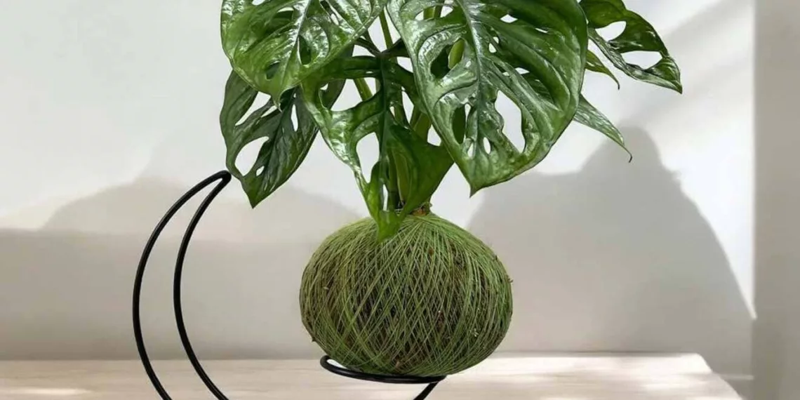 Kokedama: natureza japonesa em casa – aprenda a trazer beleza e harmonia com essa técnica milenar