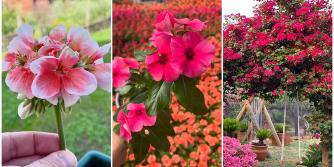 5 Plantas Que Florescem o Ano Inteiro