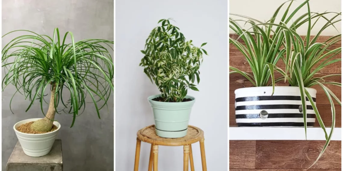 4 plantas perfeitas para quem esquece de regar (e nenhuma delas é suculenta!)