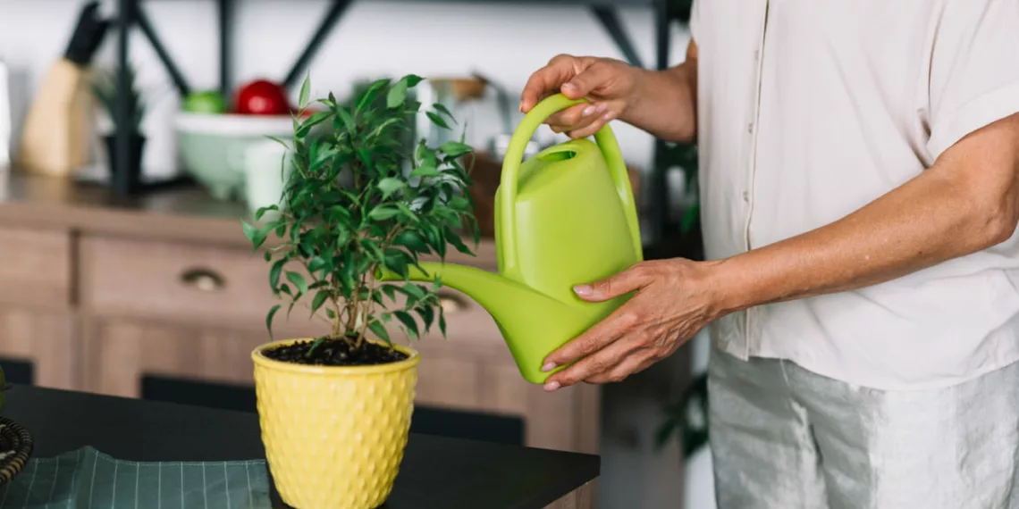 Está Regando Suas Plantas do Jeito Certo? Descubra Como Acertar na Medida da Água