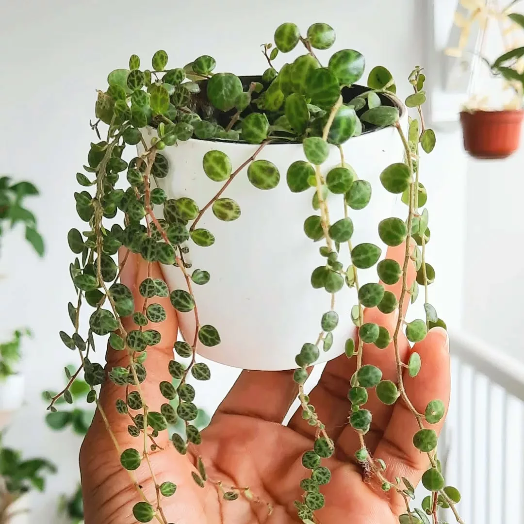 Apartamento com Mais Vida: 5 Plantas que São Perfeitas para Cultivar sem Medo