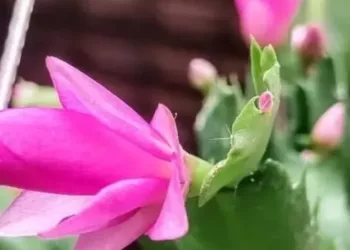 Flor de maio
