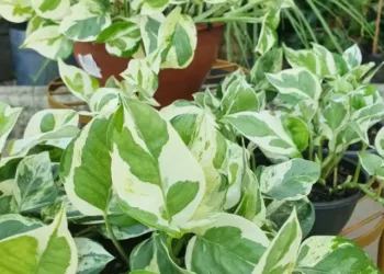 cropped-jiboia-njoy-2.webp