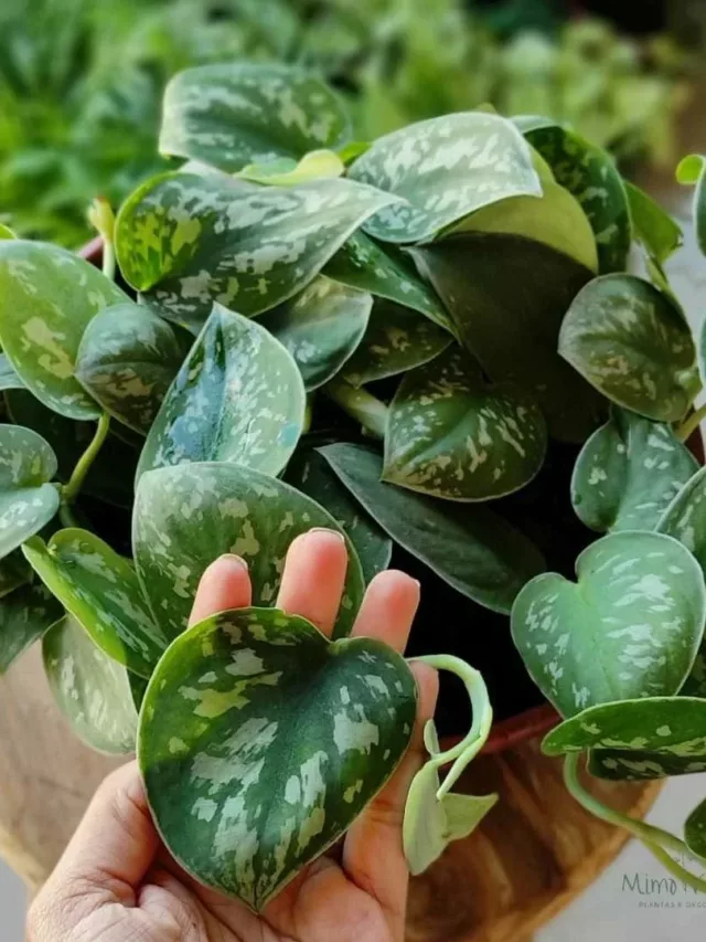 Jiboia prateada: charme que cabe em qualquer canto