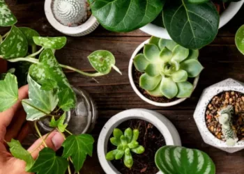 plantas ornamentais