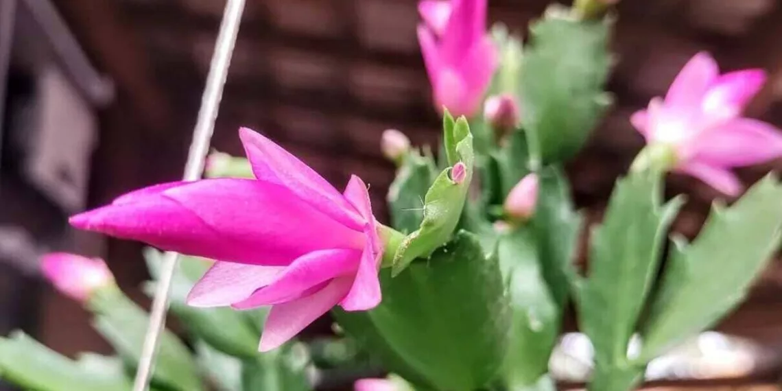 Flor de maio