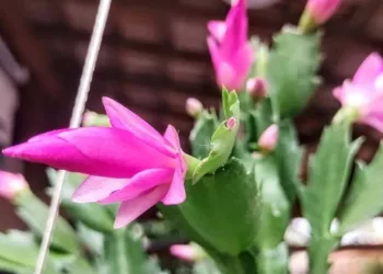 Flor de maio