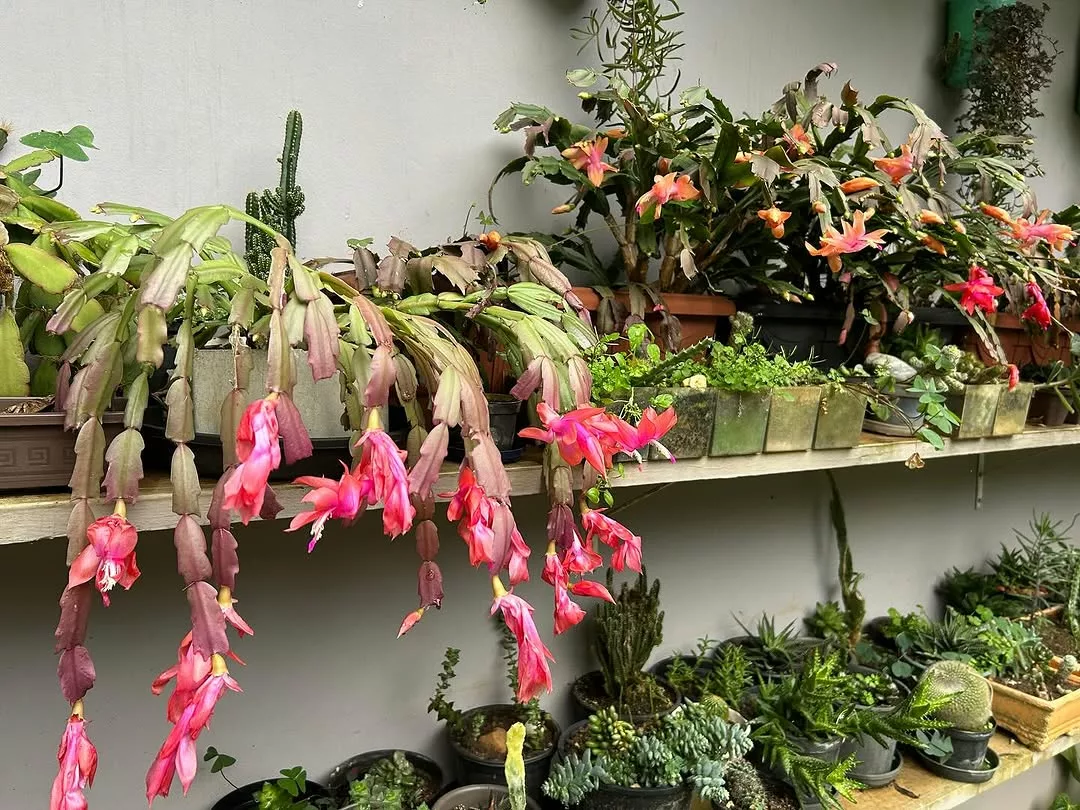 Flor de maio em coleção de plantas