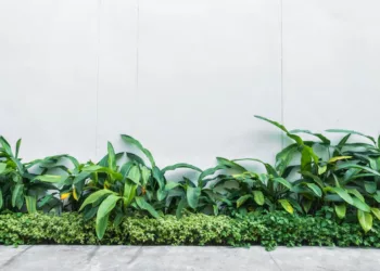 plantas para frente de casa