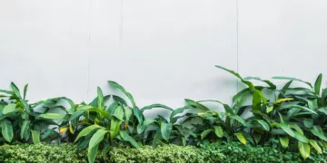 plantas para frente de casa