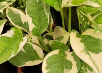 Foto: baobafloreseplantas