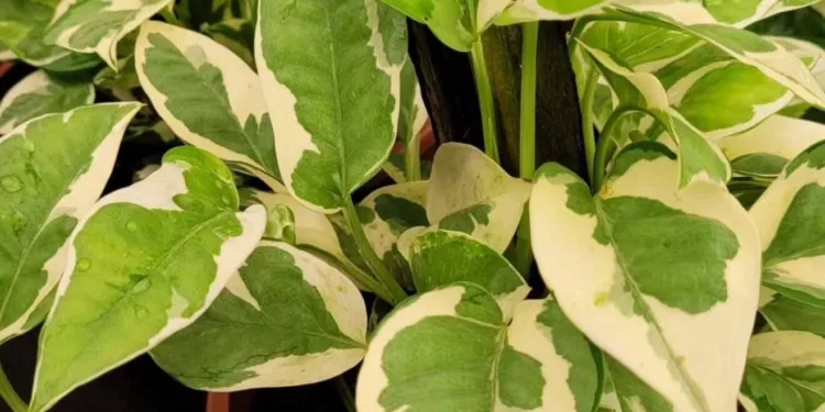 Foto: baobafloreseplantas