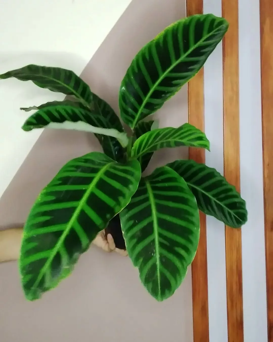 Apartamento com Mais Vida: 5 Plantas que São Perfeitas para Cultivar sem Medo