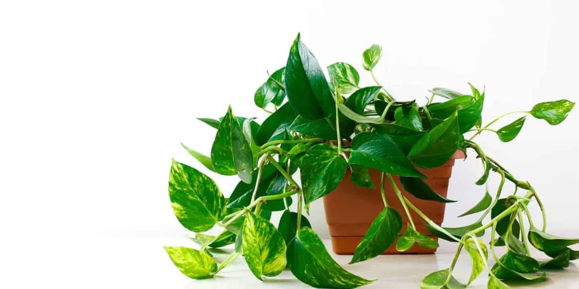 planta jiboia no banheiro