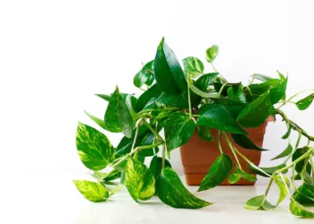 planta jiboia no banheiro