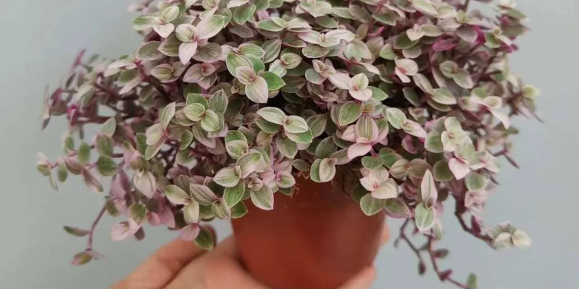 planta tostão