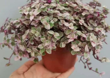 planta tostão