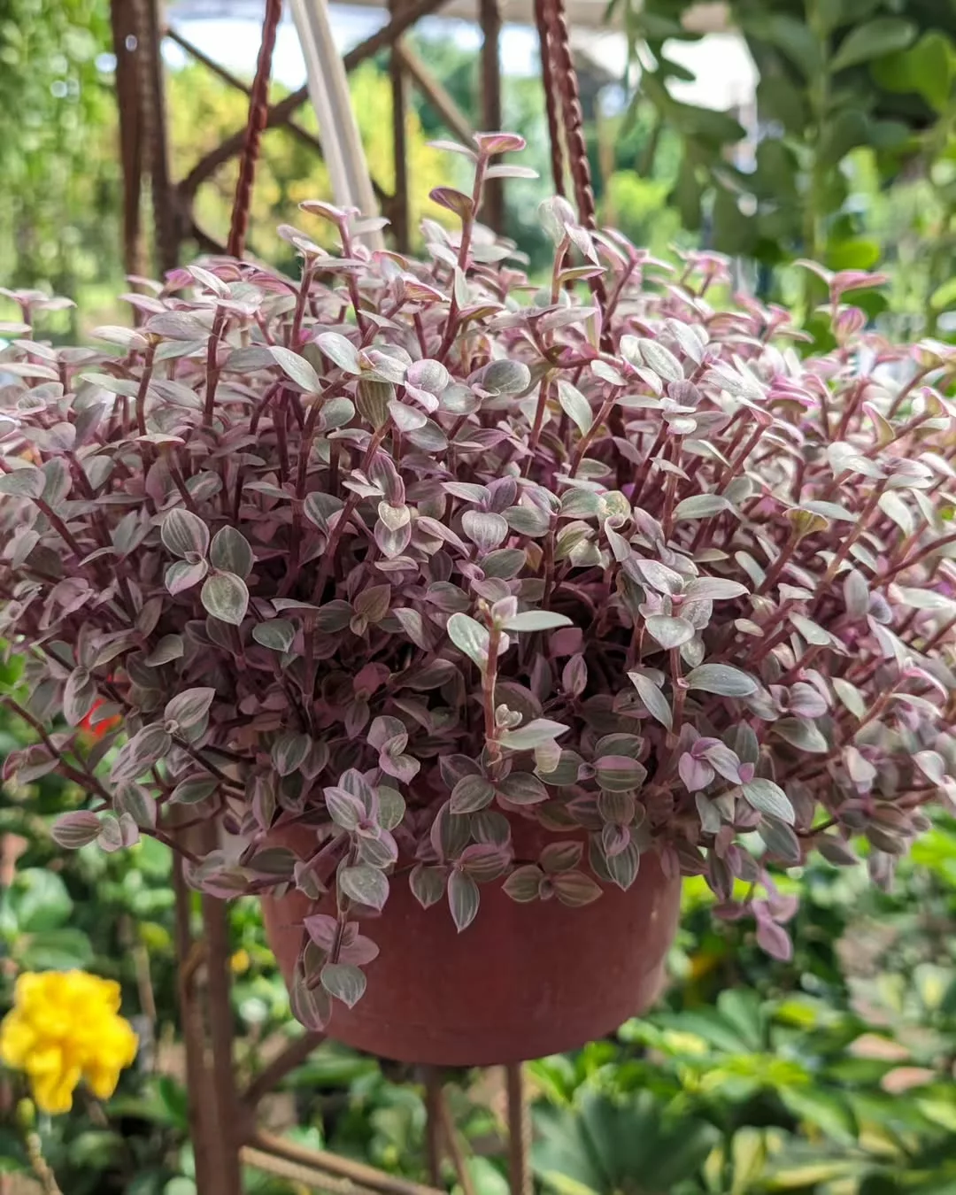 Cultivo da planta tostao