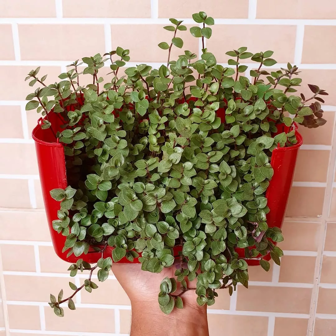 Significados da planta tostao