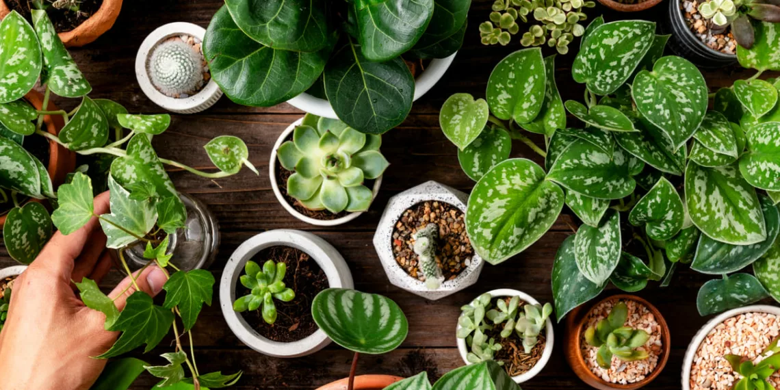 plantas ornamentais