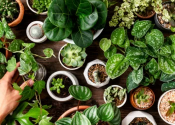 plantas ornamentais