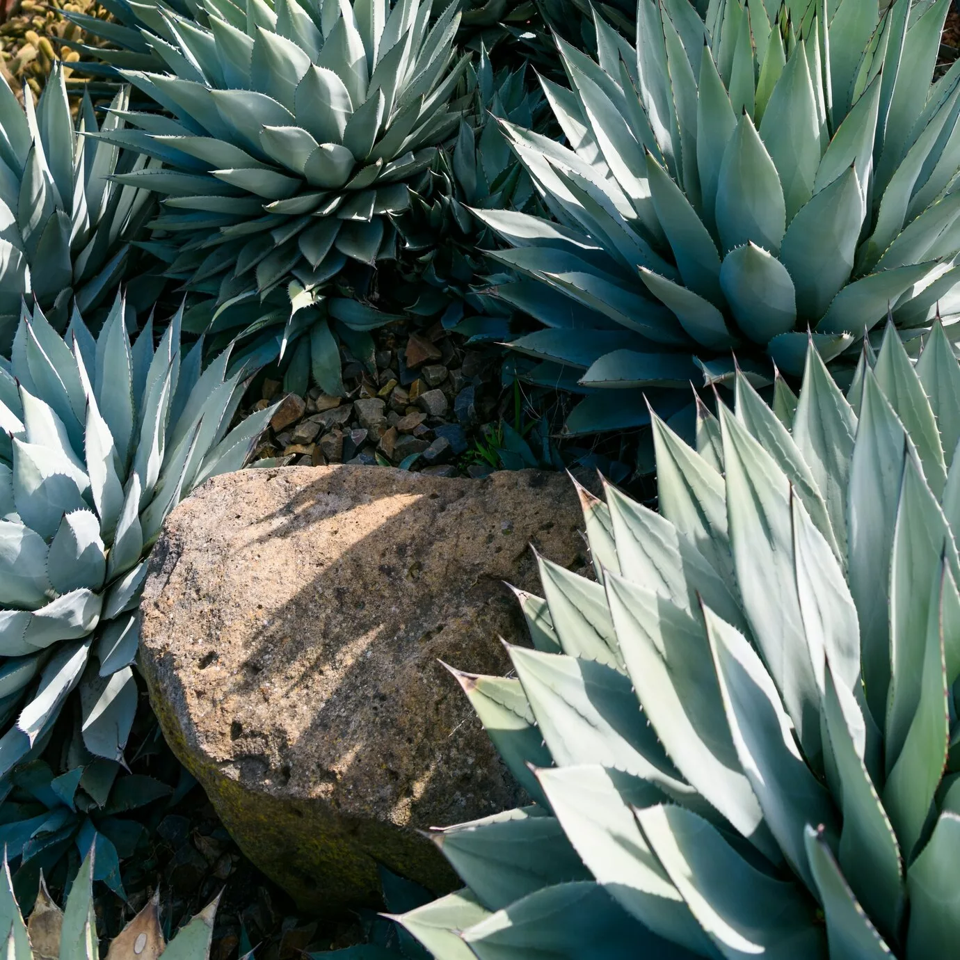 o paisagismo composto pela agave