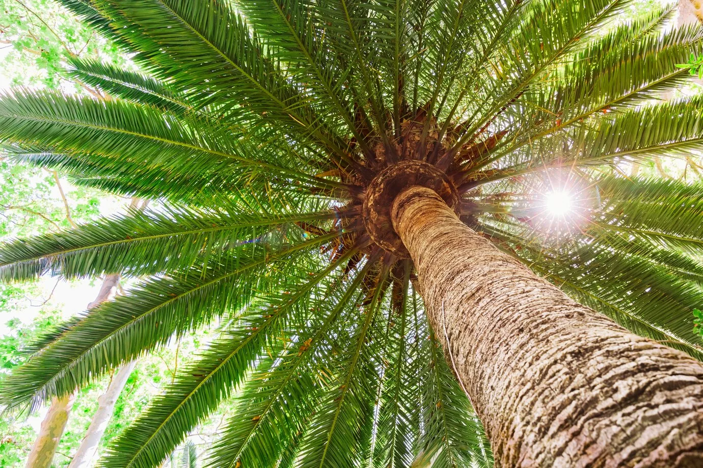 cyca no paisagismo com plantas ornamentais