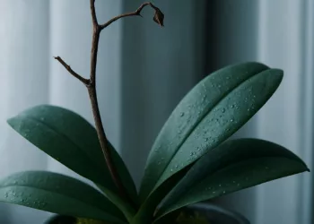orquidea nao da flor
