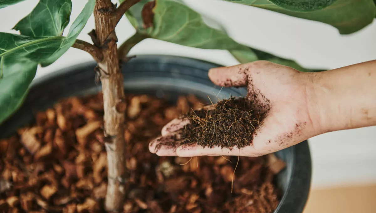 uso da borra de café nas plantas