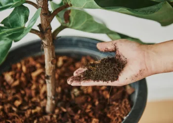 uso da borra de café nas plantas