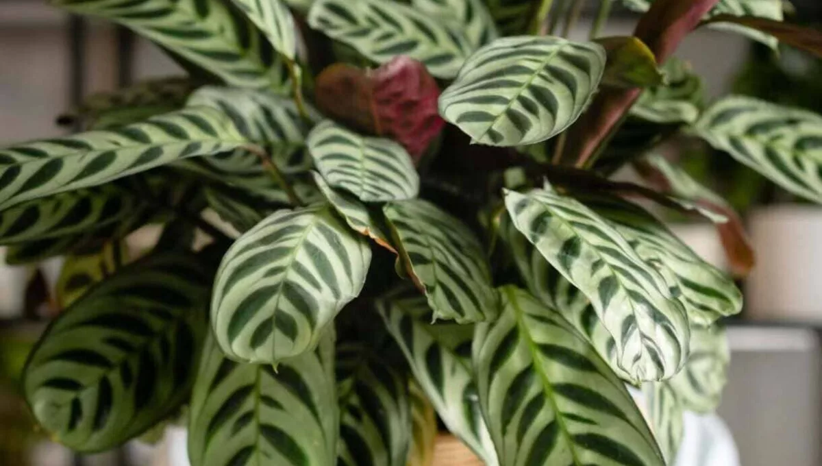 Calathea Insignis: a planta que dá personalidade a qualquer ambiente