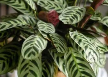 Calathea Insignis: a planta que dá personalidade a qualquer ambiente