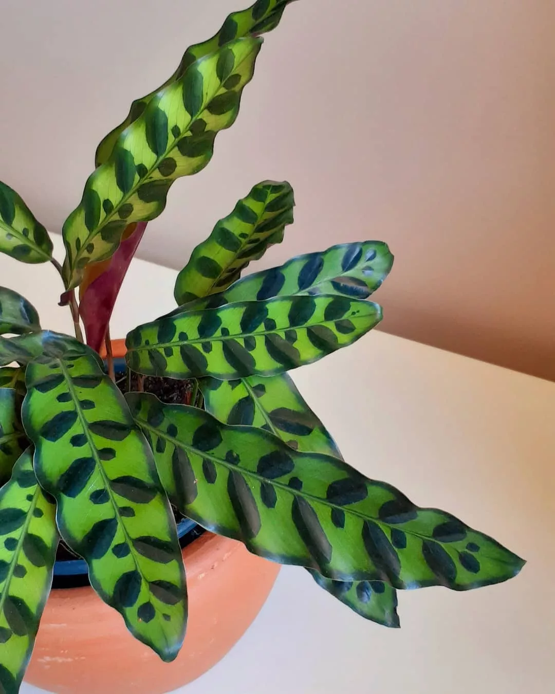 Calathea Insignis: a planta que dá personalidade a qualquer ambiente