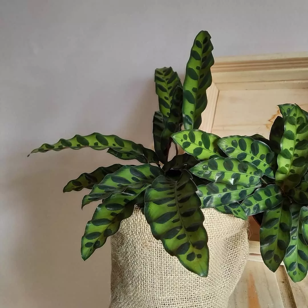 Calathea Insignis: a planta que dá personalidade a qualquer ambiente