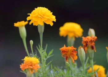 Essa planta custa menos de R$10 e pode salvar seu jardim do ataque de pragas