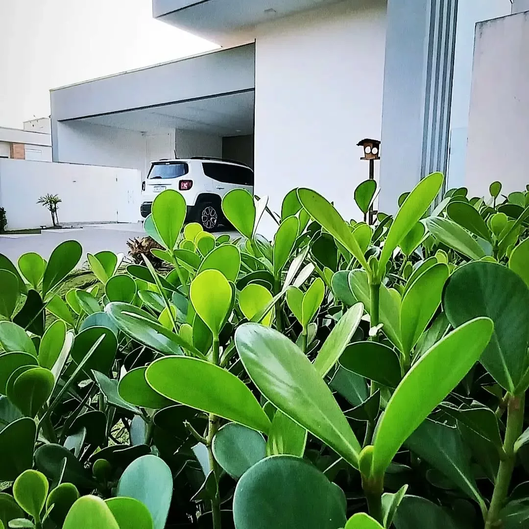Plantas para floreiras externas que resistem ao sol forte