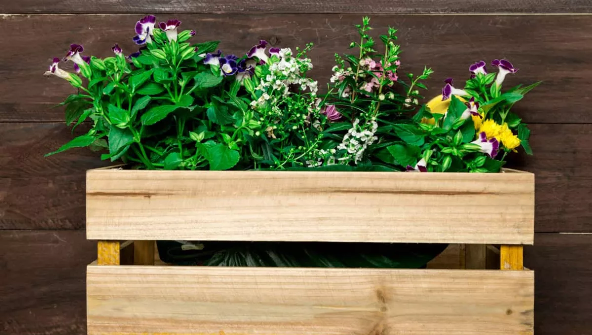 plantas para floreira