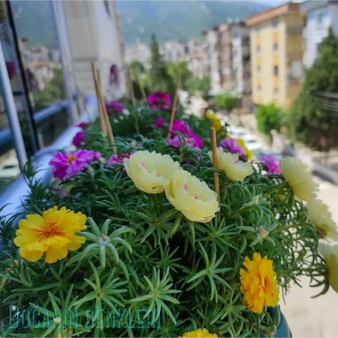 Plantas para floreiras externas que resistem ao sol forte