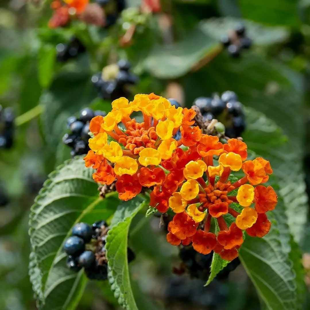 Plantas para floreiras externas que resistem ao sol forte