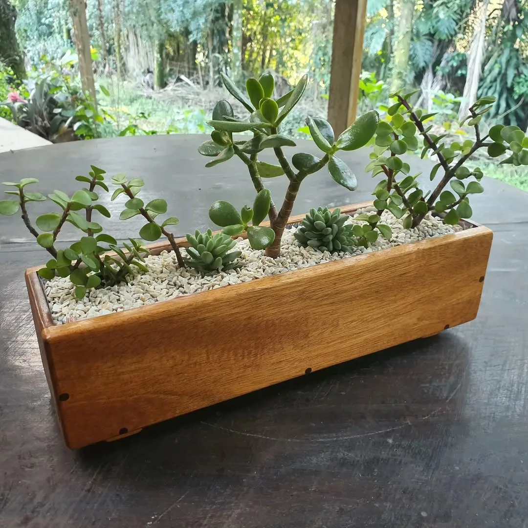 Plantas para floreiras externas que resistem ao sol forte