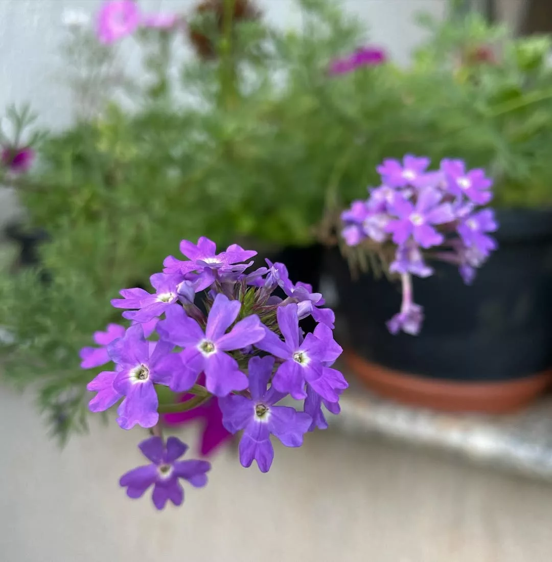 Plantas para floreiras externas que resistem ao sol forte
