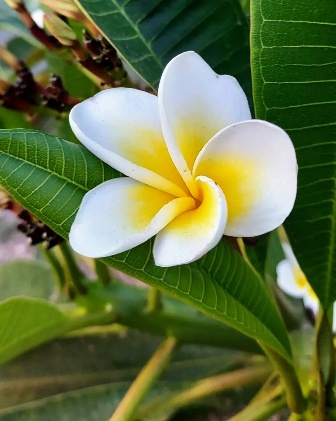 5 Plantas para varandas pequenas que resistem ao sol e ao vento