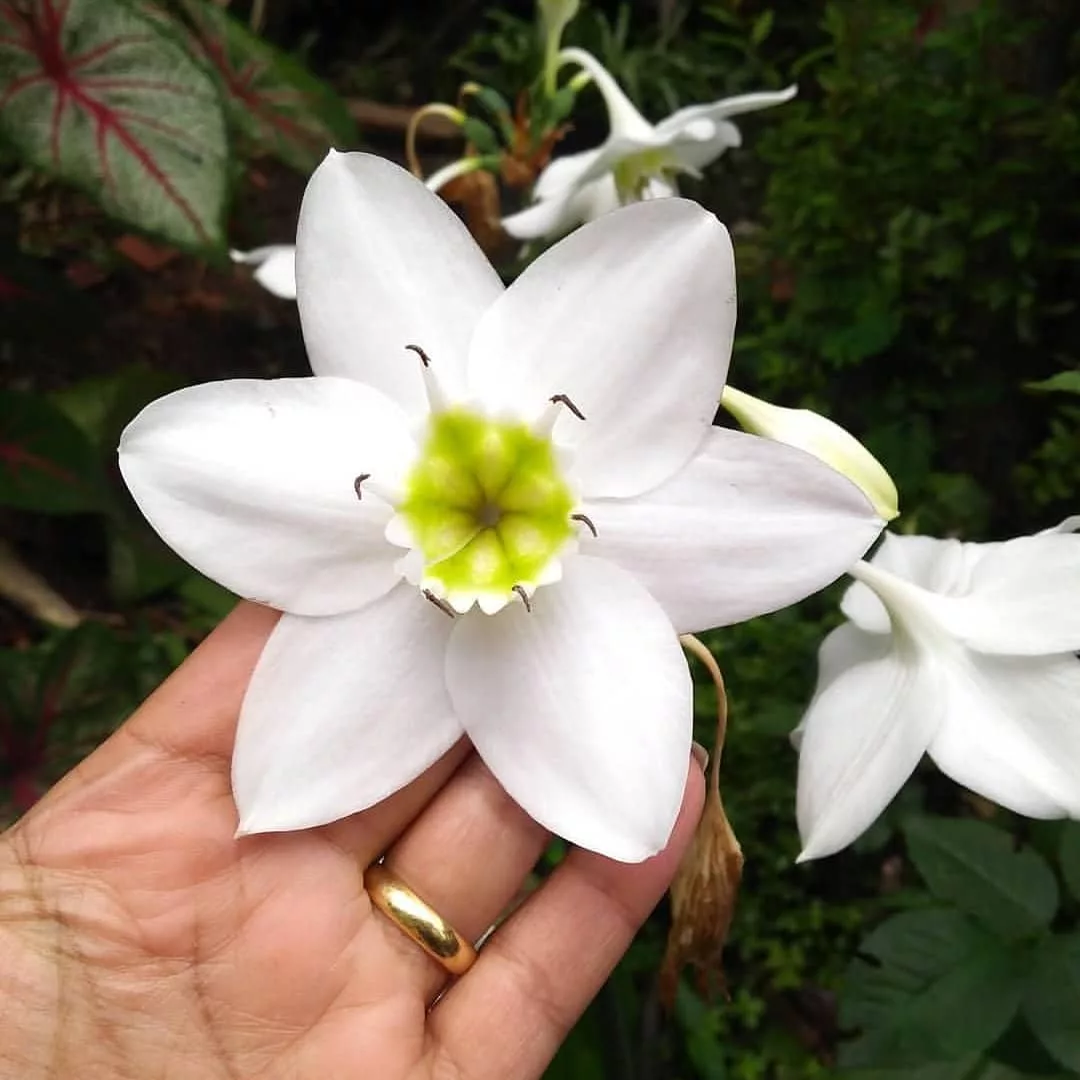 Borra de café nas flores: o truque de jardinagem que vai transformar seu jardim