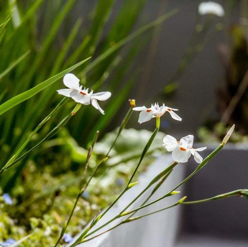 5 Plantas para varandas pequenas que resistem ao sol e ao vento
