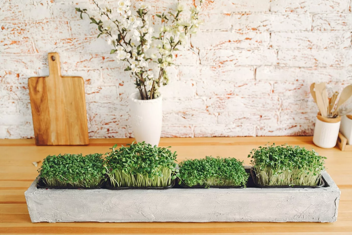 Plantas ideais para decorar a bancada da cozinha