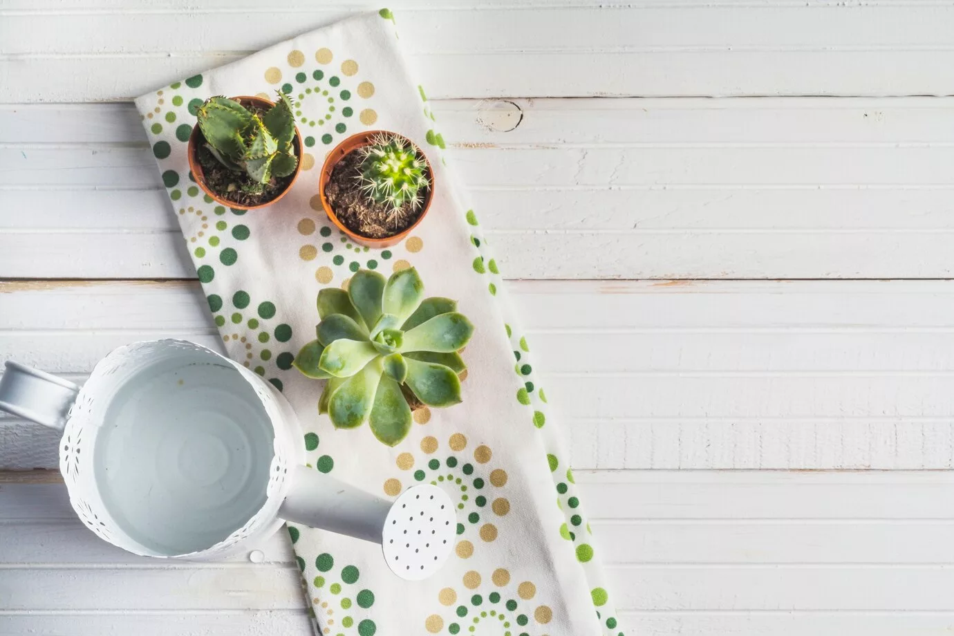 Plantas ideais para decorar a bancada da cozinha